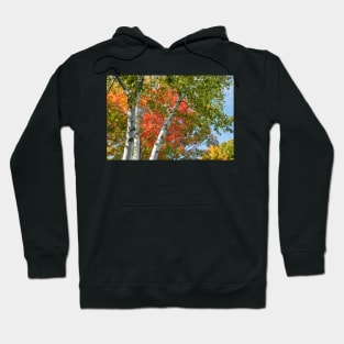 Birch trees in fall Hoodie